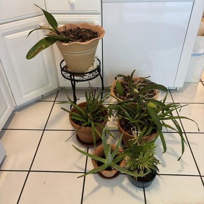 LOT 96: Looking for a Home! Live Plants