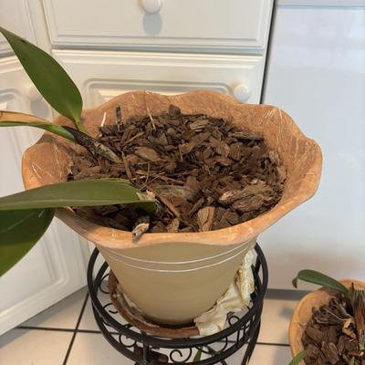 LOT 96: Looking for a Home! Live Plants