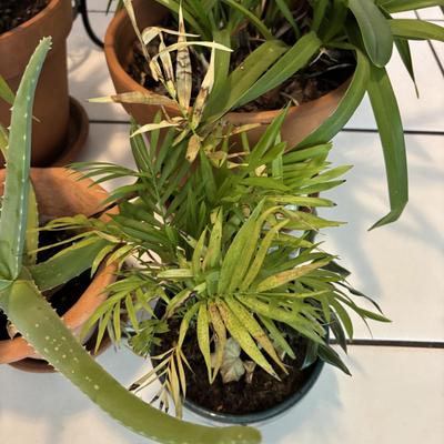 LOT 96: Looking for a Home! Live Plants
