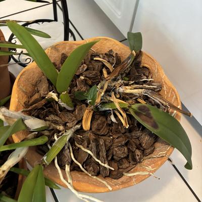 LOT 96: Looking for a Home! Live Plants