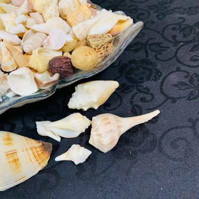LOT. 224: Tropical Inspired Collection Including Seashell Bowl Loaded with Seashells, Seashell Plane, and a Money Tree Plant