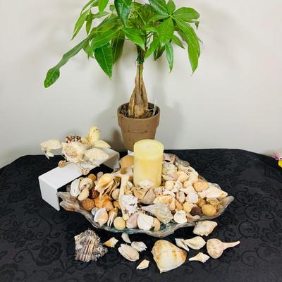 LOT. 224: Tropical Inspired Collection Including Seashell Bowl Loaded with Seashells, Seashell Plane, and a Money Tree Plant
