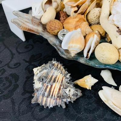 LOT. 224: Tropical Inspired Collection Including Seashell Bowl Loaded with Seashells, Seashell Plane, and a Money Tree Plant
