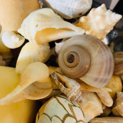 LOT. 224: Tropical Inspired Collection Including Seashell Bowl Loaded with Seashells, Seashell Plane, and a Money Tree Plant