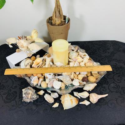 LOT. 224: Tropical Inspired Collection Including Seashell Bowl Loaded with Seashells, Seashell Plane, and a Money Tree Plant