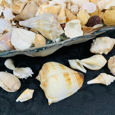 LOT. 224: Tropical Inspired Collection Including Seashell Bowl Loaded with Seashells, Seashell Plane, and a Money Tree Plant