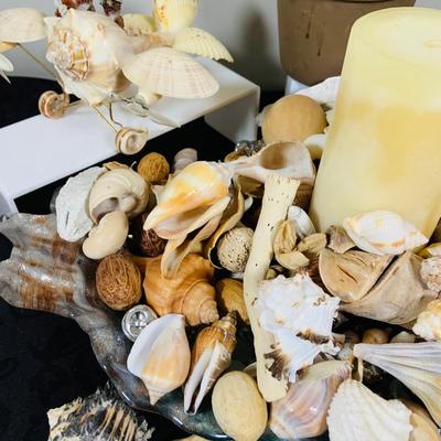 LOT. 224: Tropical Inspired Collection Including Seashell Bowl Loaded with Seashells, Seashell Plane, and a Money Tree Plant