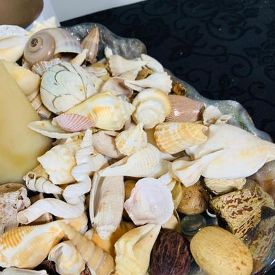 LOT. 224: Tropical Inspired Collection Including Seashell Bowl Loaded with Seashells, Seashell Plane, and a Money Tree Plant