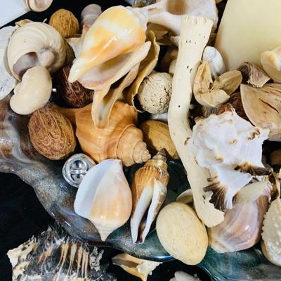LOT. 224: Tropical Inspired Collection Including Seashell Bowl Loaded with Seashells, Seashell Plane, and a Money Tree Plant