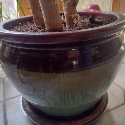 Live Tree in Ceramic Planter Choice A