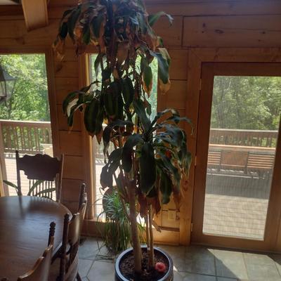Live Tree in Ceramic Planter Choice A