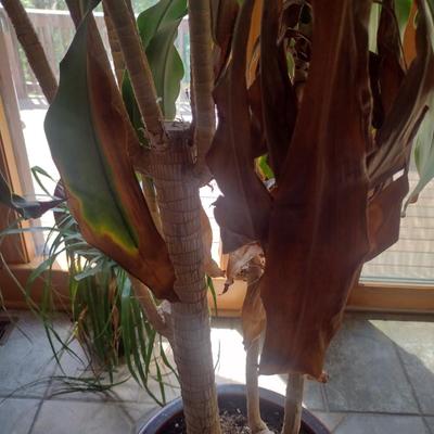 Live Tree in Ceramic Planter Choice A