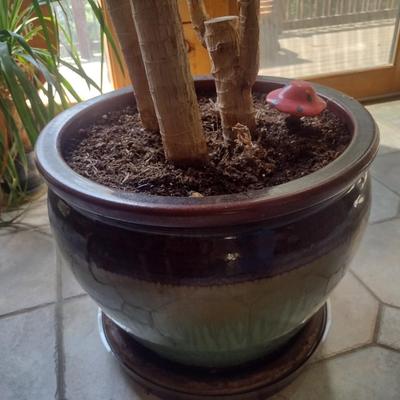 Live Tree in Ceramic Planter Choice A