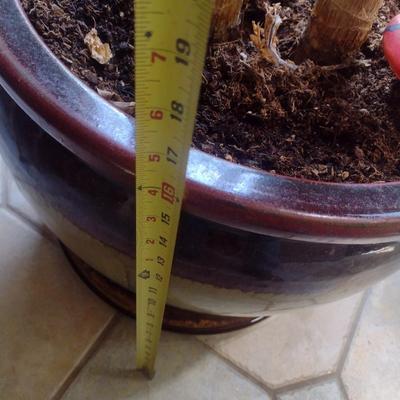 Live Tree in Ceramic Planter Choice A