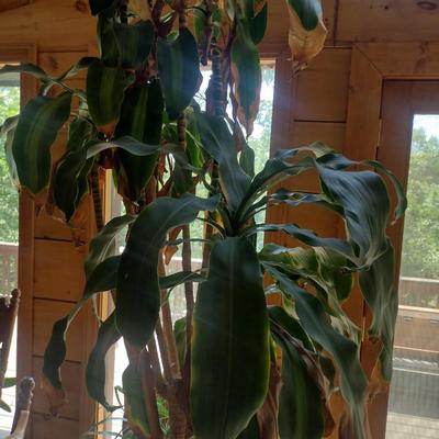 Live Tree in Ceramic Planter Choice A
