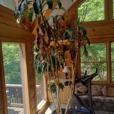 Live Tree in Ceramic Planter Choice B