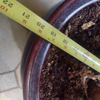 Live Tree in Ceramic Planter Choice B