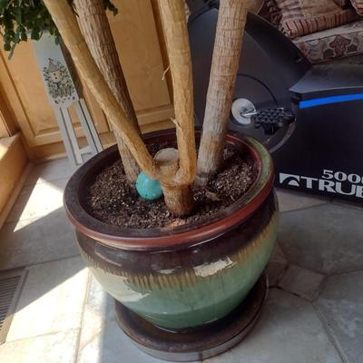 Live Tree in Ceramic Planter Choice B