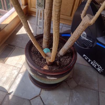 Live Tree in Ceramic Planter Choice B