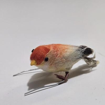 Weird old tiny bird