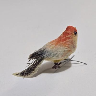 Weird old tiny bird