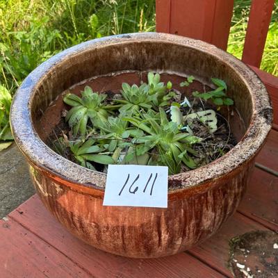 Large Planter with Plant