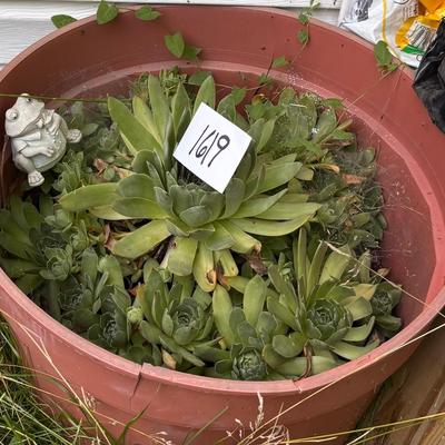 Plant Lot