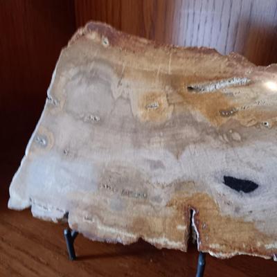 PETRIFIED WOOD POLISHED SLAB