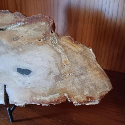 PETRIFIED WOOD POLISHED SLAB