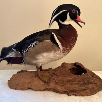 Wood Duck Mount (see description)