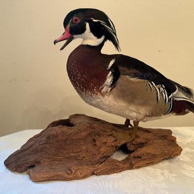 Wood Duck Mount (see description)