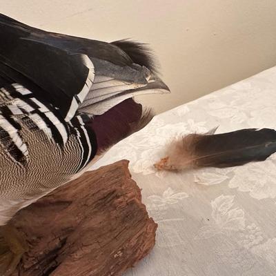 Wood Duck Mount (see description)