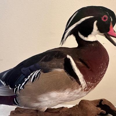 Wood Duck Mount (see description)