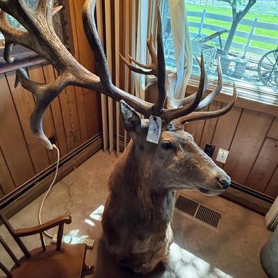 Sale Photo Thumbnail #98: Large Mule Deer Taxidermy Mount as shown
