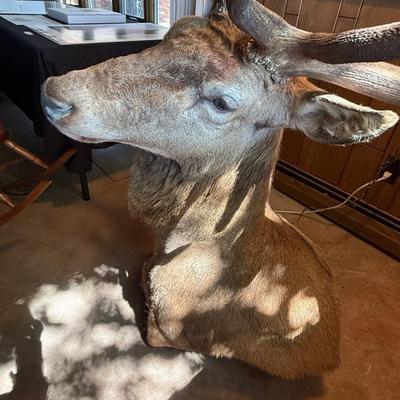 Sale Photo Thumbnail #100: Large Mule Deer Taxidermy Mount as shown