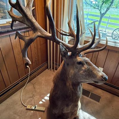 Sale Photo Thumbnail #101: Large Mule Deer Taxidermy Mount as shown