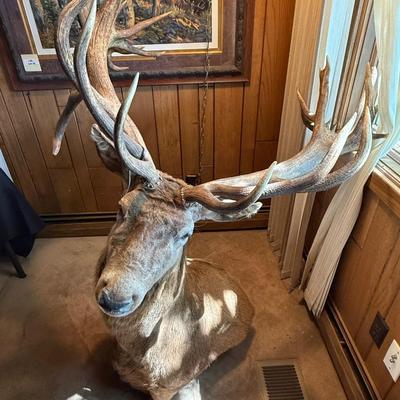 Sale Photo Thumbnail #99: Large Mule Deer Taxidermy Mount as shown