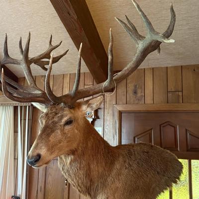 Sale Photo Thumbnail #201: Large Mule Deer Taxidermy Mount w/Heavy Display Stand
