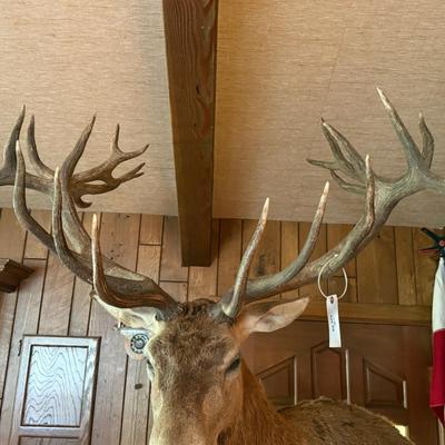 Sale Photo Thumbnail #200: Large Mule Deer Taxidermy Mount w/Heavy Display Stand