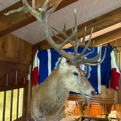 Sale Photo Thumbnail #198: Large Mule Deer Taxidermy Mount w/Heavy Display Stand