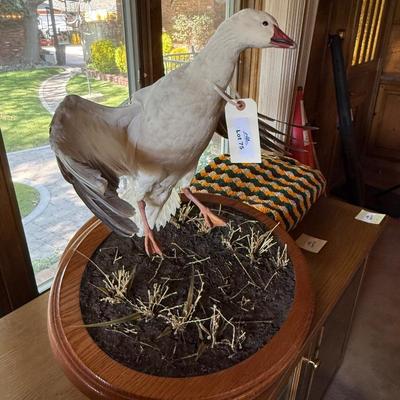 Sale Photo Thumbnail #212: Duck Taxidermy piece on wooden base as shown