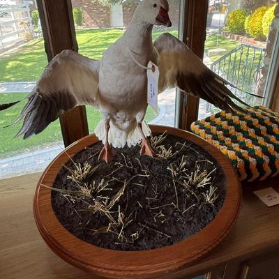Sale Photo Thumbnail #211: Duck Taxidermy piece on wooden base as shown