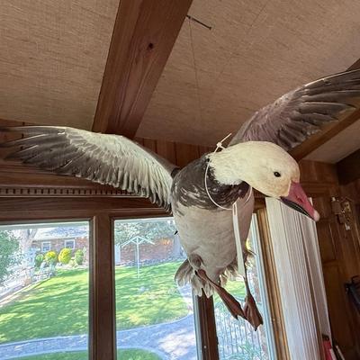 Sale Photo Thumbnail #227: Flying Duck Taxidermy mount