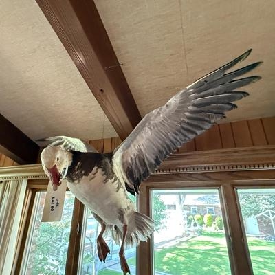 Sale Photo Thumbnail #228: Flying Duck Taxidermy mount