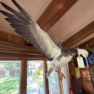 Sale Photo Thumbnail #229: Flying Duck Taxidermy mount