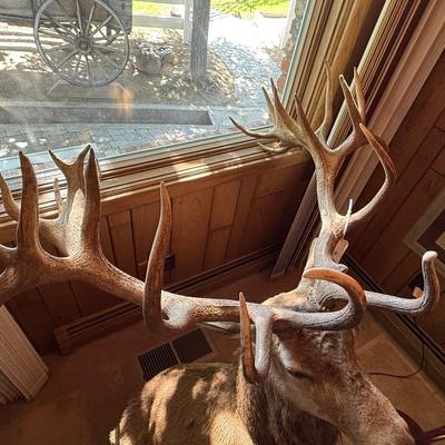 Sale Photo Thumbnail #238: Large Mule Deer Taxidermy Mount as shown