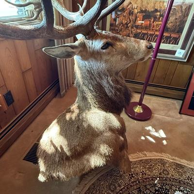 Sale Photo Thumbnail #239: Large Mule Deer Taxidermy Mount as shown