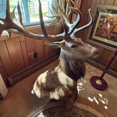 Sale Photo Thumbnail #236: Large Mule Deer Taxidermy Mount as shown