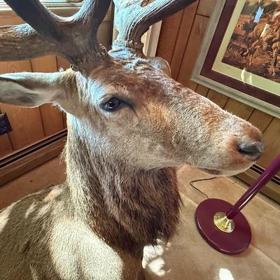 Sale Photo Thumbnail #237: Large Mule Deer Taxidermy Mount as shown