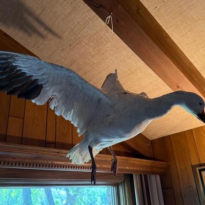 Sale Photo Thumbnail #249: In flight duck taxidermy piece